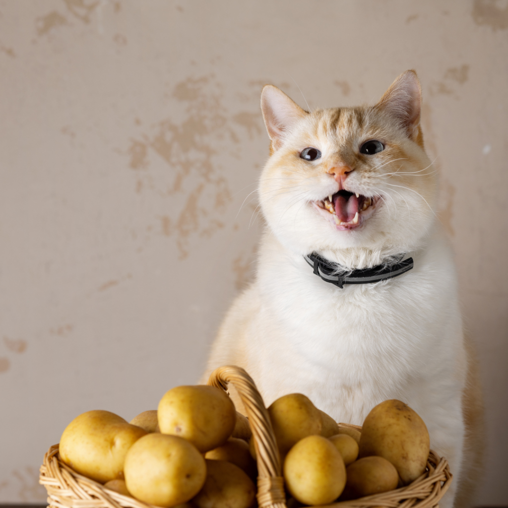 Eine dicke katze sitzt vor einem Korb mit Kartoffeln