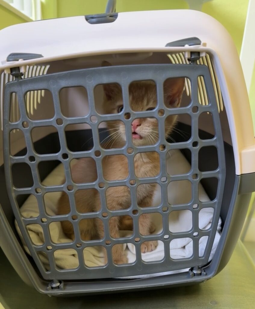 Unser Kater Luigi in einer Transportbox